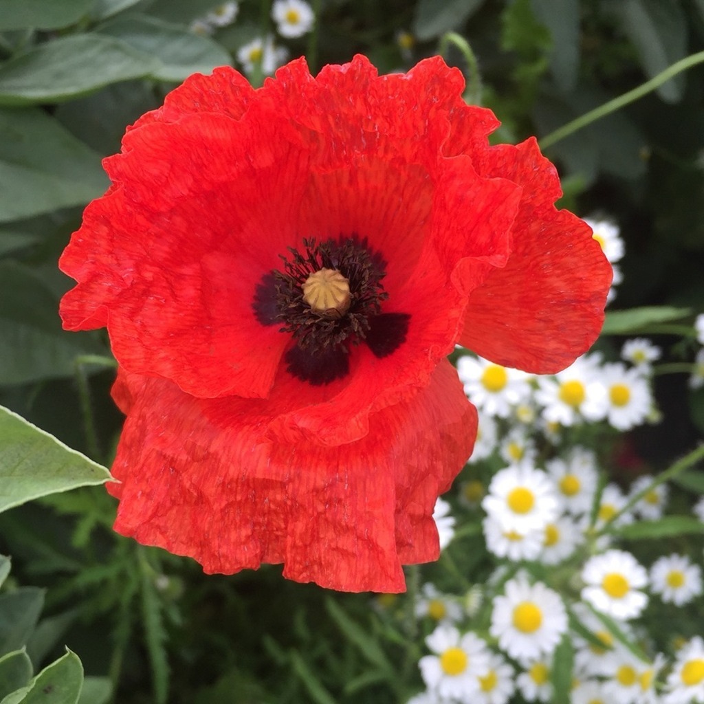 minnowmep's tweet photo. Today we pause and remember those who gave everything for our freedom. #lestweforget #remembrancesunday #mysundayphoto #silentsunday #sundaysnap #mysundaysnapshot
#Ukparentbloggers #snaphappybritmums #highlightsofhappy #outdoorsandfree #outdoorsandhappy… https://t.co/vC4AseTKlJ https://t.co/CvtPYQnSdo