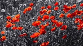 In Flanders fields the poppies blow
Between the crosses, row on row,
That mark our place; and in the sky
The larks, still bravely singing, fly
Scarce heard amid the guns below.

Lest we forget.
