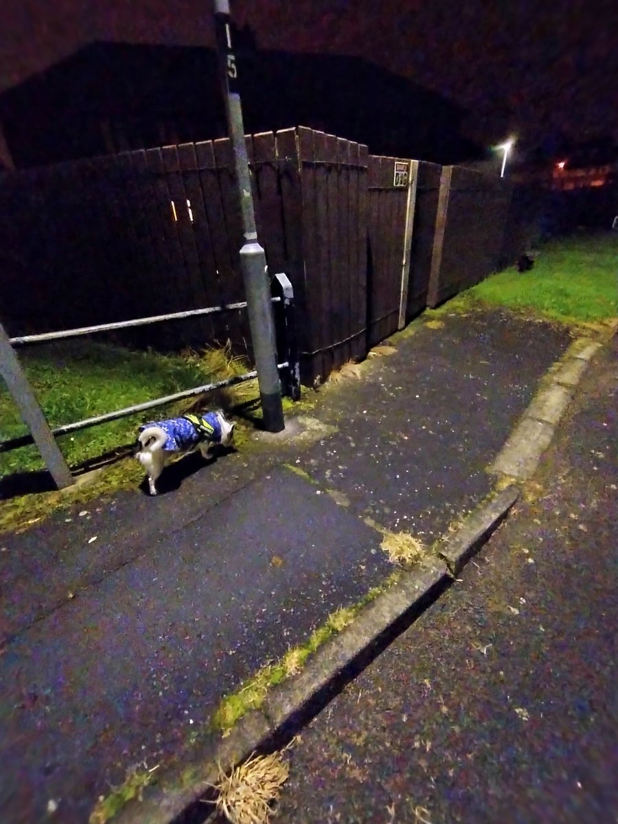 FlowerdustZiggy's tweet photo. #firework #fearworks Remembrance Sunday - Veterans' Day: PTSD... You don't care about animals - I guess veterans know where you place them already. #Homeless https://t.co/GG5xcauD9d