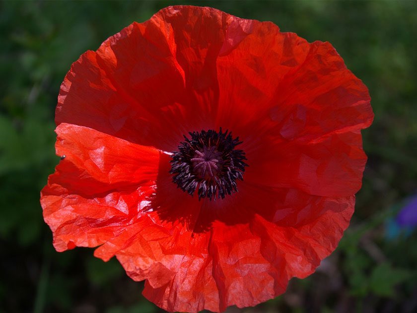 We will remember them #LestWeForget #RemembranceSunday