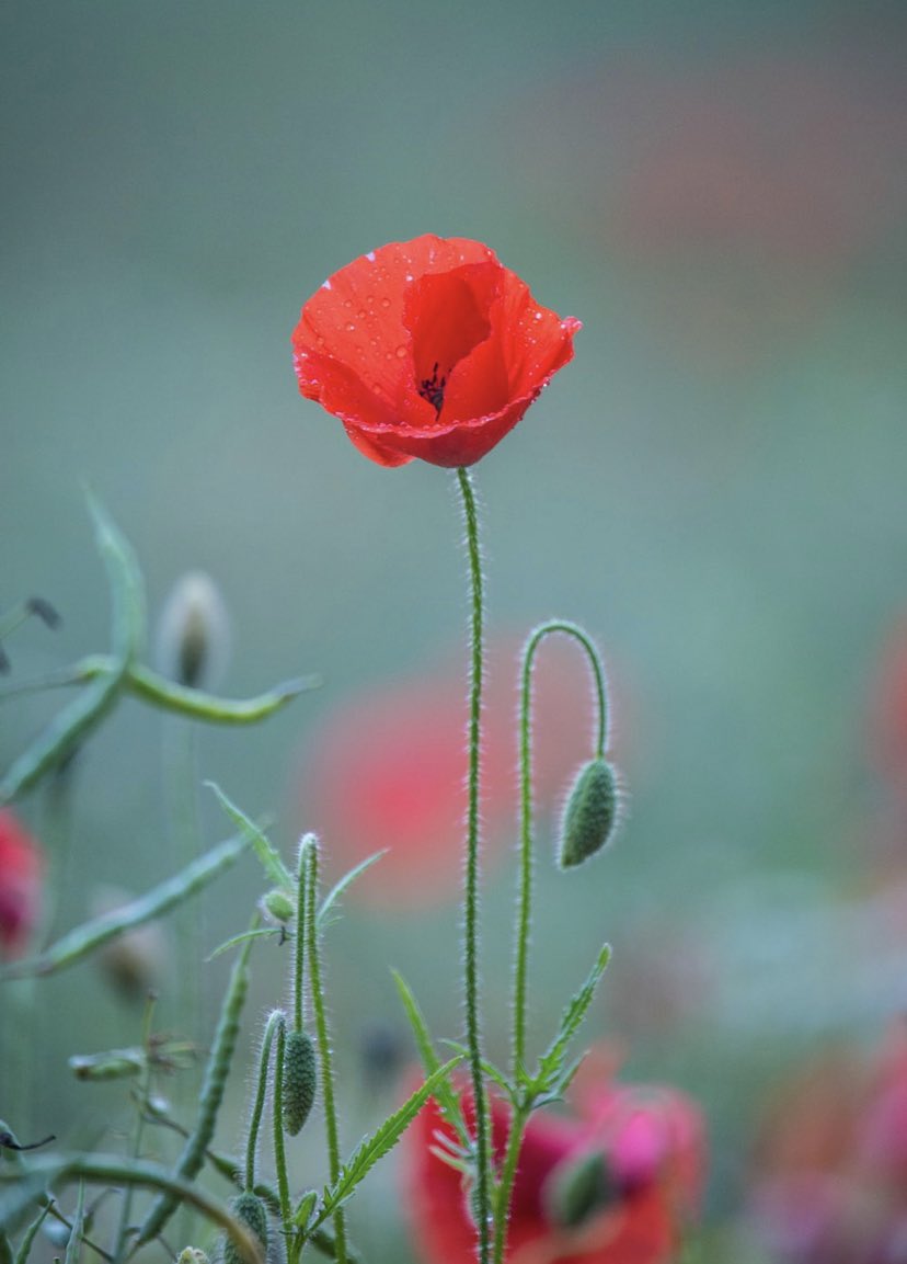 5_fusiliers's tweet photo. We Remember...
#RemembranceSunday #GoneButNotGone #Remembrance https://t.co/rkF8JVSRWQ
