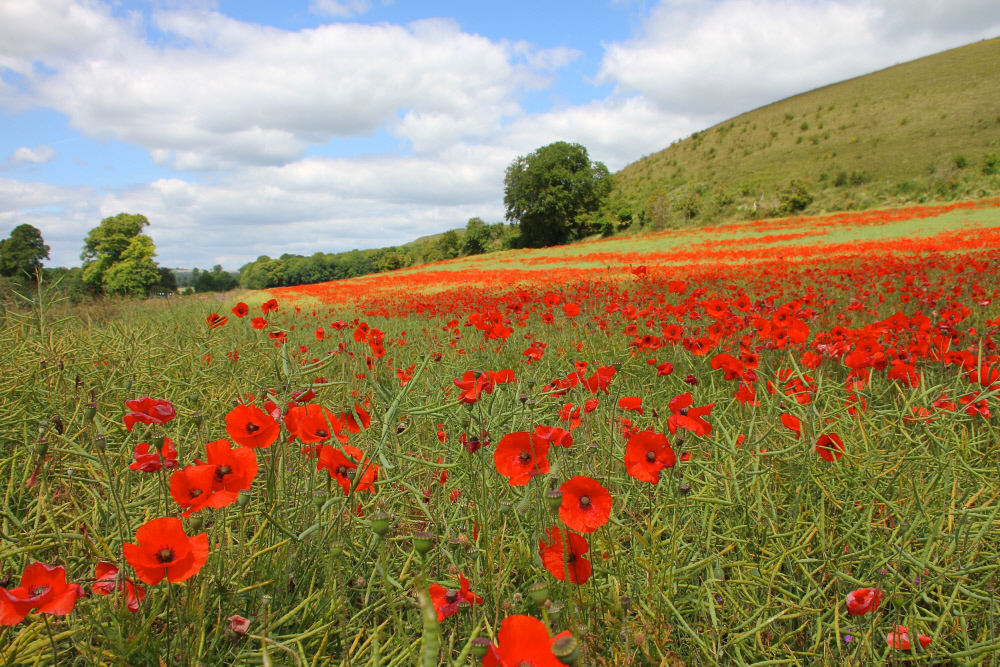 National Trust tweet media