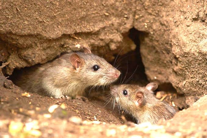 GoldenExperts's tweet photo. Rats are #normally #nocturnal #creatures, however, with decreasing food #supplies the need to #survive often means they will be spotted during daylight hours. They become #bold in their search for #food &amp; somewhere #warm to hide from the cold.

#GoldenExpert #PestManagement
#Pest https://t.co/q1yqVa2vN3