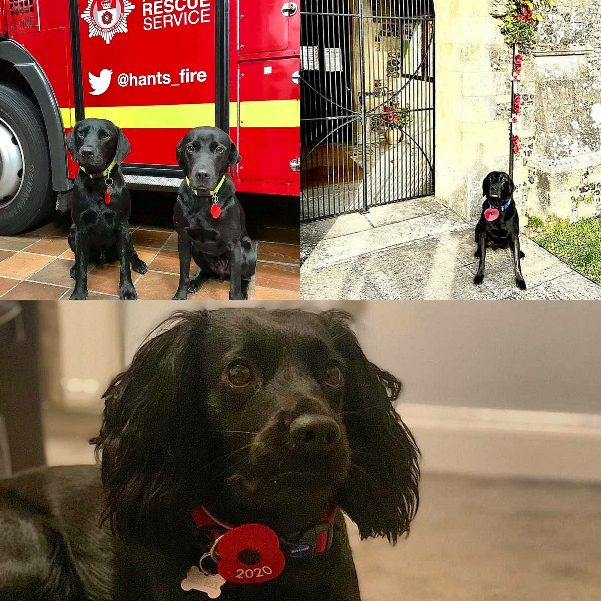 HantsFireDogs's tweet photo. ❤ LEST WE FORGET ❤

Today we fall silent to remember the men, women and animals who have served and those who still serve to protect us. 

The 11th hour on the 11th day of the 11th month 🤫

#RememberanceDay #ArmisticeDay #LestWeForget #HantsFireDogs #DogsWithJobs #TeamHants https://t.co/DwMOuDoK0g