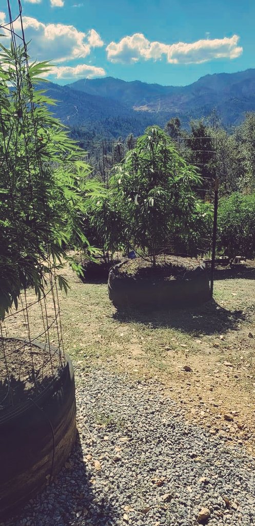 Sorrymfrsh's tweet photo. les comparto estas fotos que me tope por la red espero que sientan esa Sensación de libertad al ver está imagen. 

 #WeedLovers #weed #420friendly #420doggface208  #smokeweed https://t.co/fmz3wyJXqi
