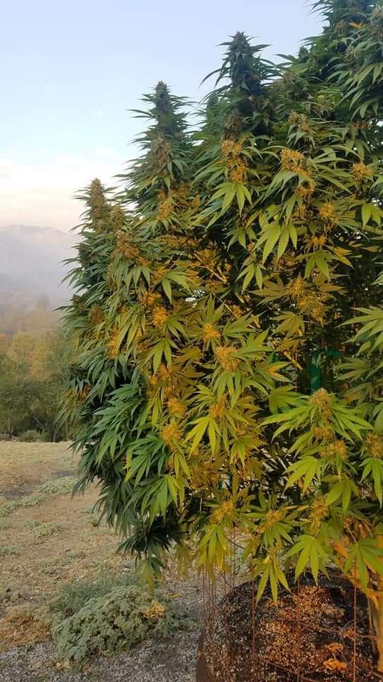 Sorrymfrsh's tweet photo. les comparto estas fotos que me tope por la red espero que sientan esa Sensación de libertad al ver está imagen. 

 #WeedLovers #weed #420friendly #420doggface208  #smokeweed https://t.co/fmz3wyJXqi