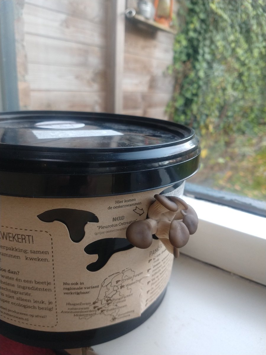 Yes de zwammen beginnen te groeien! #rotterzwam #vensterbankboerin