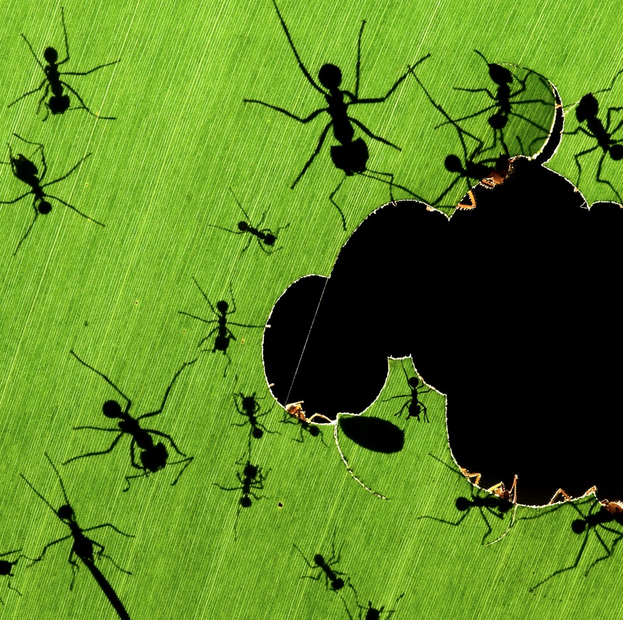 Wild_Culture's tweet photo. Germaine Greer on Bugs | Isaiah Berlin on Greatness in Politics | Pandemic Lessons - https://t.co/QSkPsYIR1Y @bugawards #bugawards https://t.co/DY0QLrEdCz