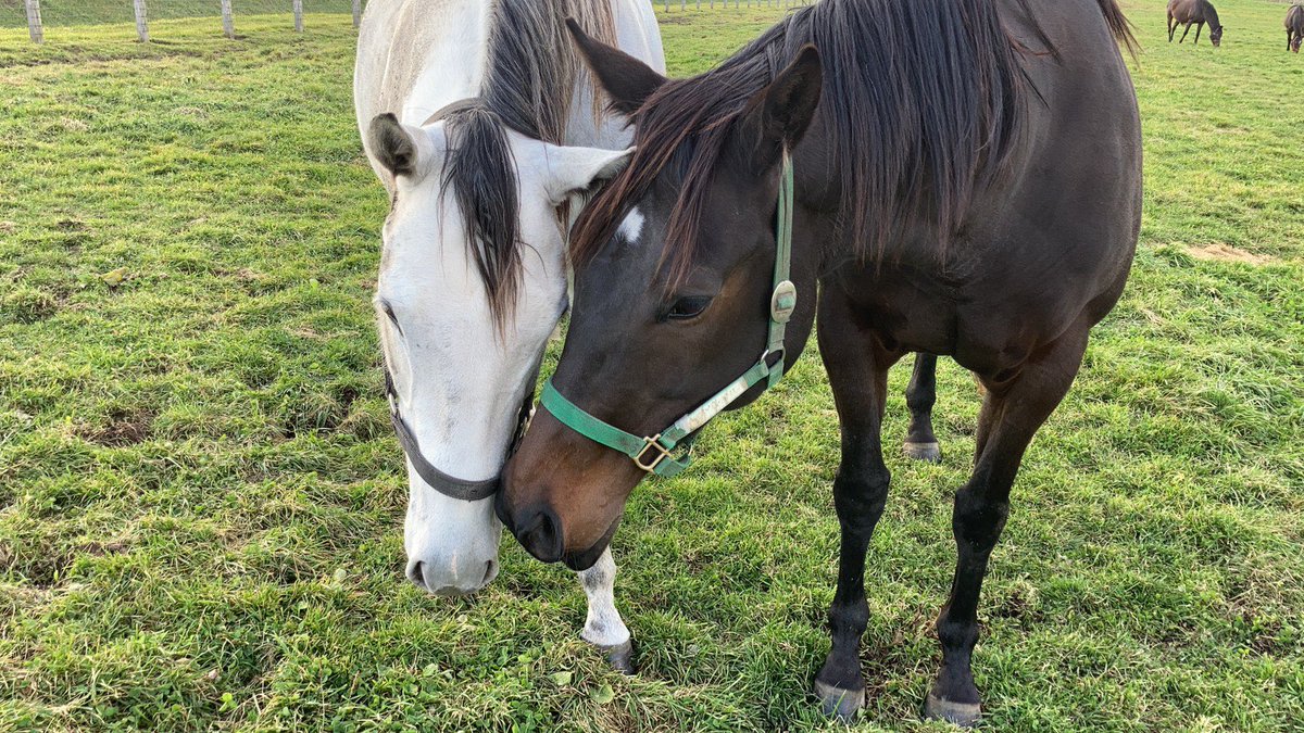 主に競走馬 馬術 Min T ミント