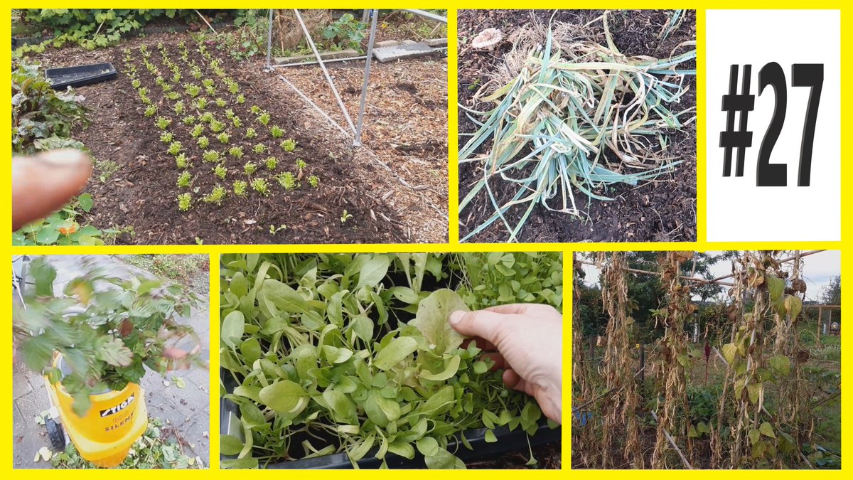 Weekvlog 27.
Over snotprei, nieuwe aanplant, bonen opruimen en zelf snipperen.
youtube.com/watch?v=C06skk…

#moestuin #moestuinieren #biologisch #mulchen #debiologischemoestuin #moestuinmeisje #volkstuin #allotment #NoDig #backtoedengardening