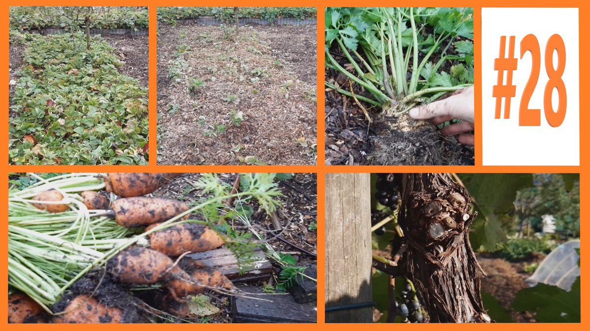 Weekvlog 28
De aardbeien krijgen voor de winter een dekentje van houtsnippers en verder gaat de snoeischaar in de druiven en de frambozen.
youtube.com/watch?v=DziuvG…

#moestuin #moestuinieren #biologisch #mulchen #moestuinmeisje #volkstuin #allotment #NoDig #backtoedengardening