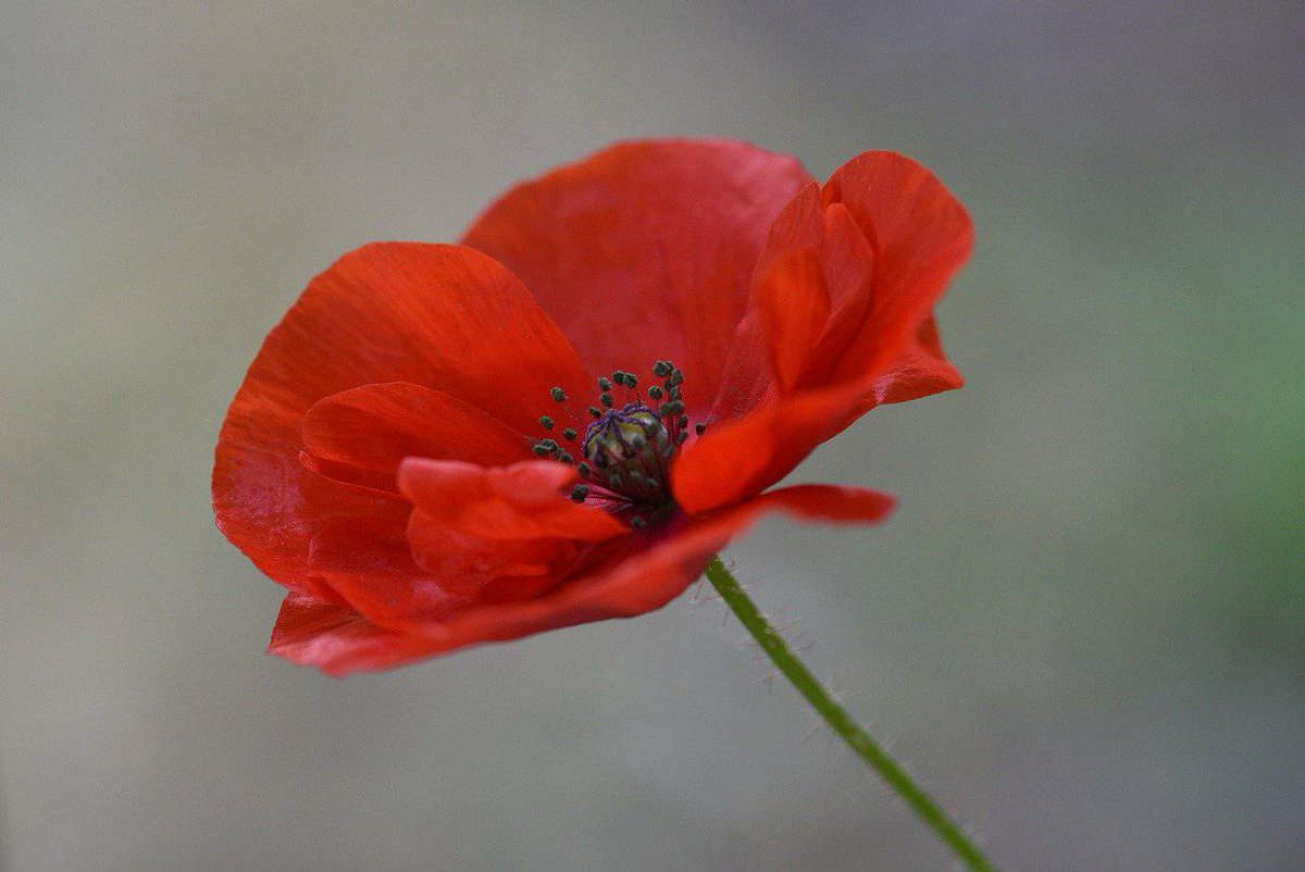 inspirecafehull's tweet photo. Remembrance Sunday- 8th November. Lest We Forget. https://t.co/obdohamWup