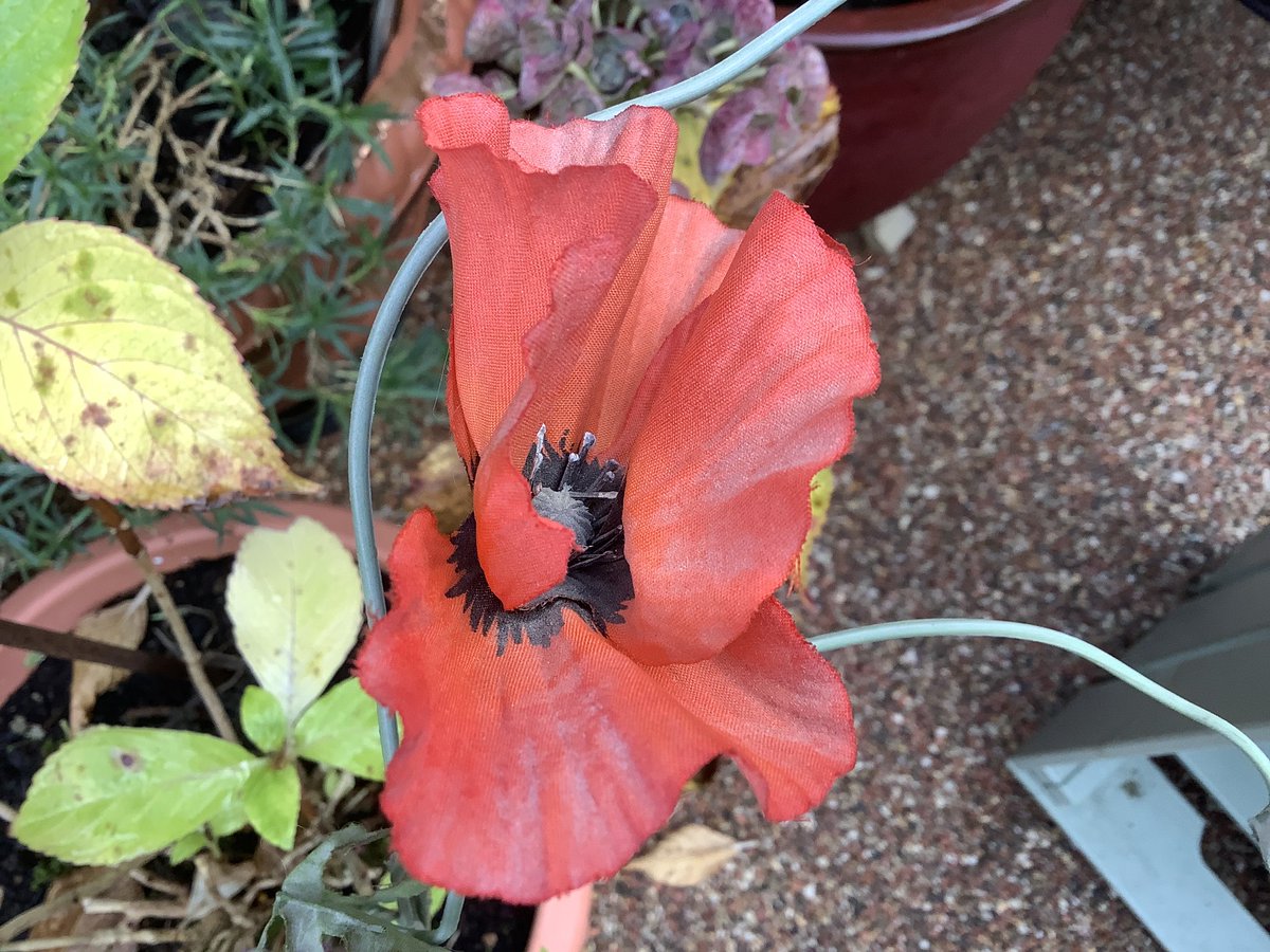 NewnhamPip's tweet photo. @FoCLSE7 @charltonlido Here is my red for Remembrance Sunday

 Pip https://t.co/Hf2CLezQ5T