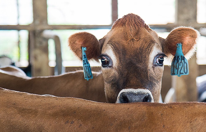 FarmManagerSA's tweet photo. DAIRY FARM MANAGER Alexandria Area- EC:  Our client requires a mid-level dairy manager to join his pasture-based operation and become part of their team in 2021
 MINIMUM REQUIREMENTS:  #Agriculture #DairyFarmManager #IrrigationandPivots #PastureFarmManager https://t.co/CFHKMCfXoK https://t.co/6PrNtaayR3