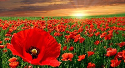 Remembrance Sunday remembering all who have lost their lives in war and conflict, here and around the world. ❤️ We will be joining in the 2 minute silence ❤️