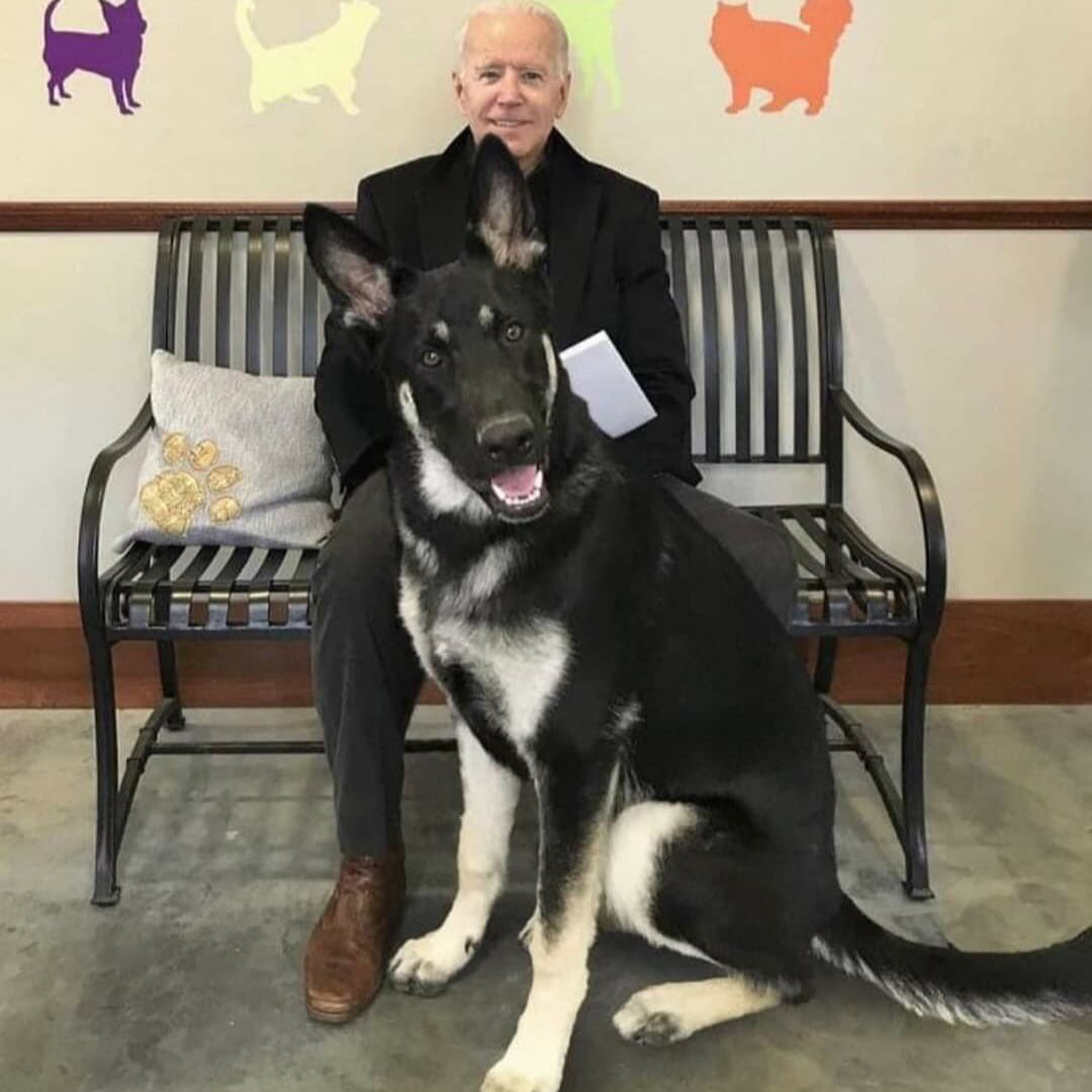 DublinSPCA's tweet photo. Major is about to be the first rescue dog in the White House - on behalf of rescue dogs everywhere congratulations First Dog Major 🐶 😉 #AdoptDontShop #election2020 https://t.co/Ya8r8rMu1M
