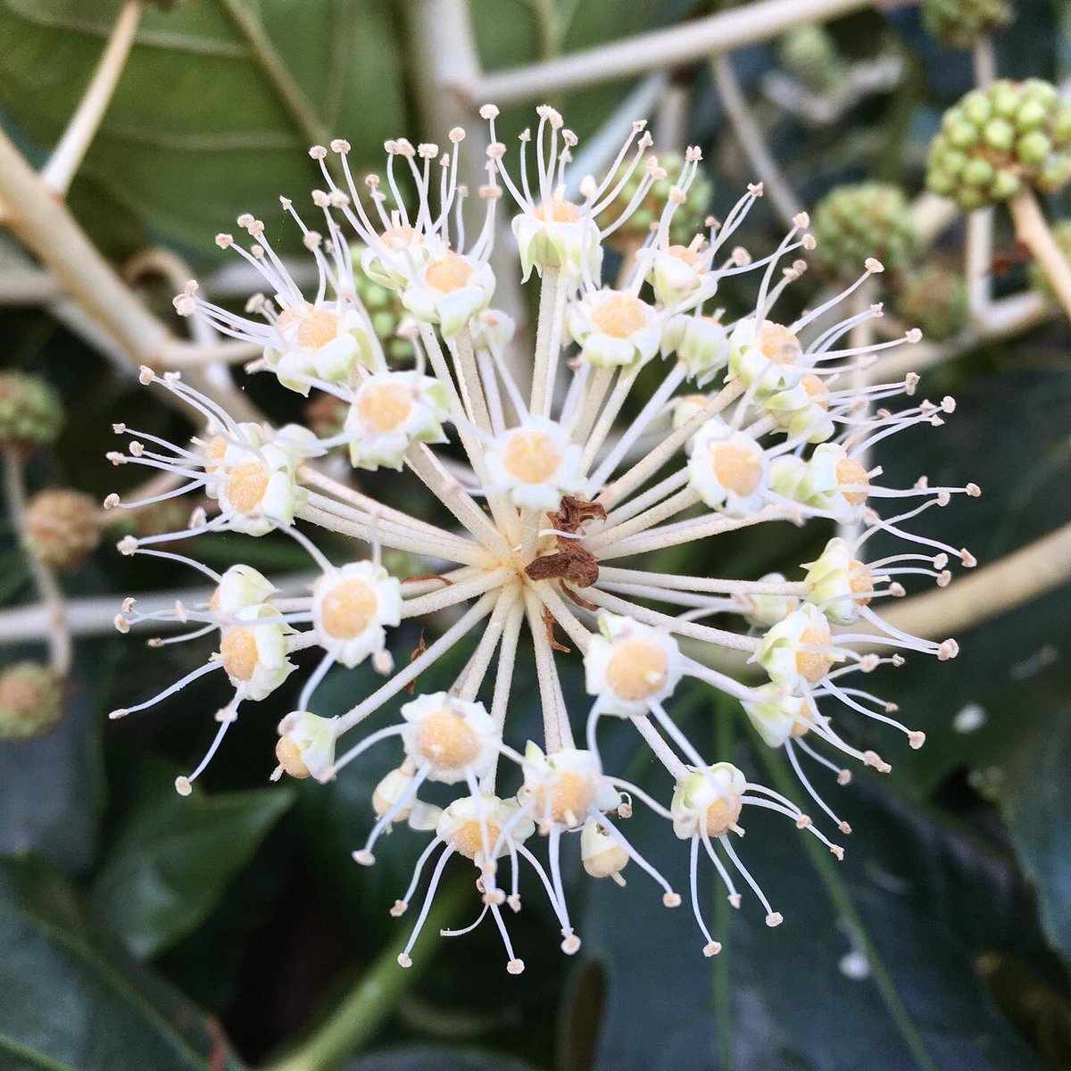 soulsound15's tweet photo. Self-remembering. The absolute perfection of creation.
#gratitude #natureheals #selfhealing #selfremember #meditation #mindfulness #healingenergy #crownchakra https://t.co/luA1vQaf7O