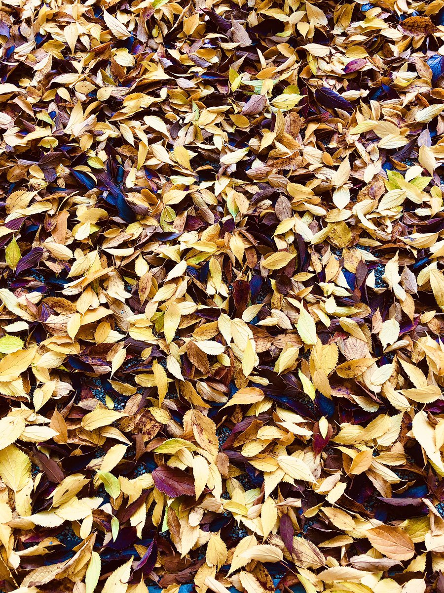 Le foglie nascondono tesori.