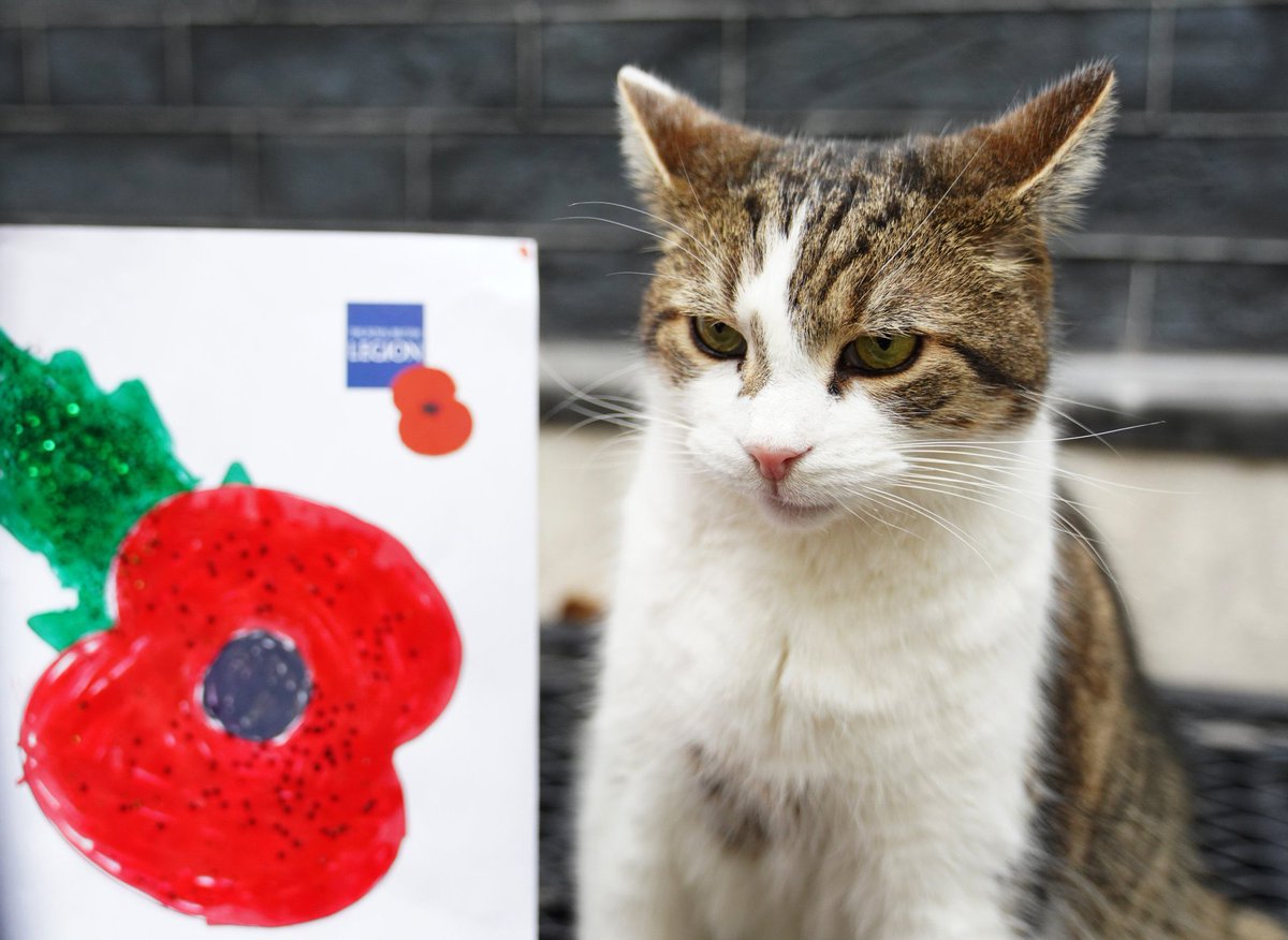 Number10cat's tweet photo. #RemembranceSunday https://t.co/CffzpxzEm8