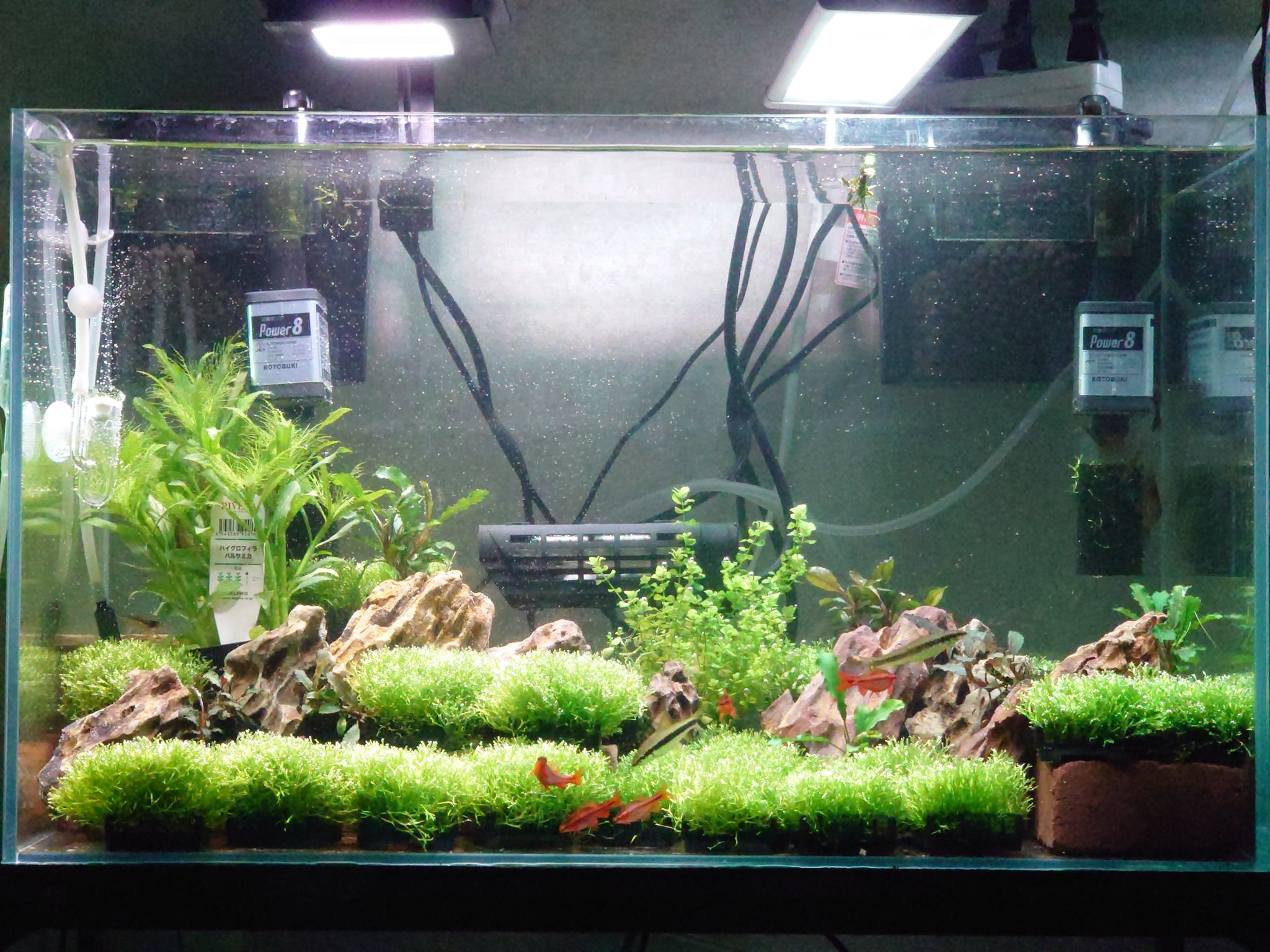 にゃあタロ リホーム中で近日この部屋も手を入れるのでガッツリレイアウトすると運び出すのに困るので レンガ で段差作ってちょこっと石入れた横着レイアウト作ってみた リシアがもうちょい伸びたらレンガ隠れるべ T Co Hllqt29rra Twitter