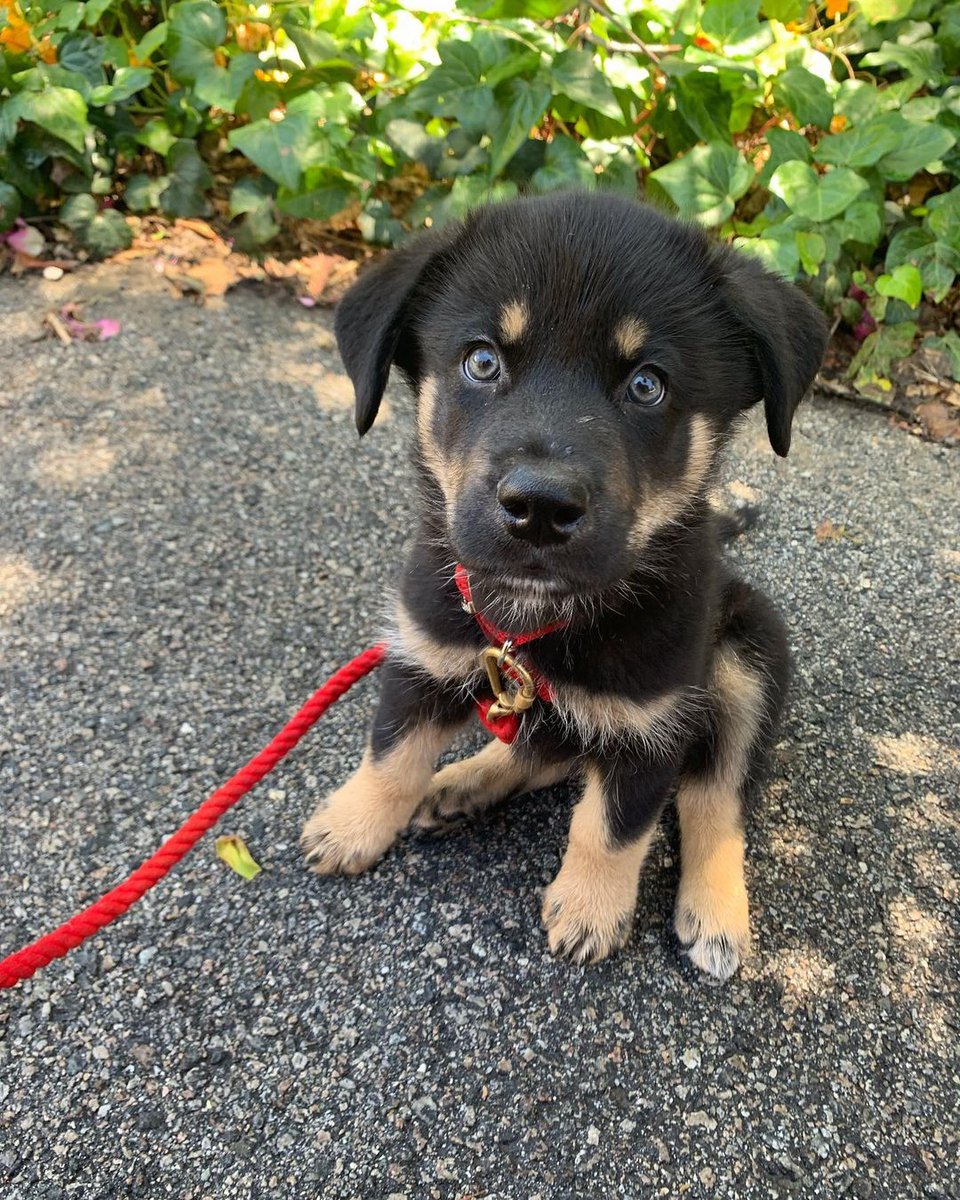Entonces por la mañana ambos se dedicaron a visitar el refugio de animales de la villa para elegir a su nueva mascota, terminando por adoptar a un cachorro.—