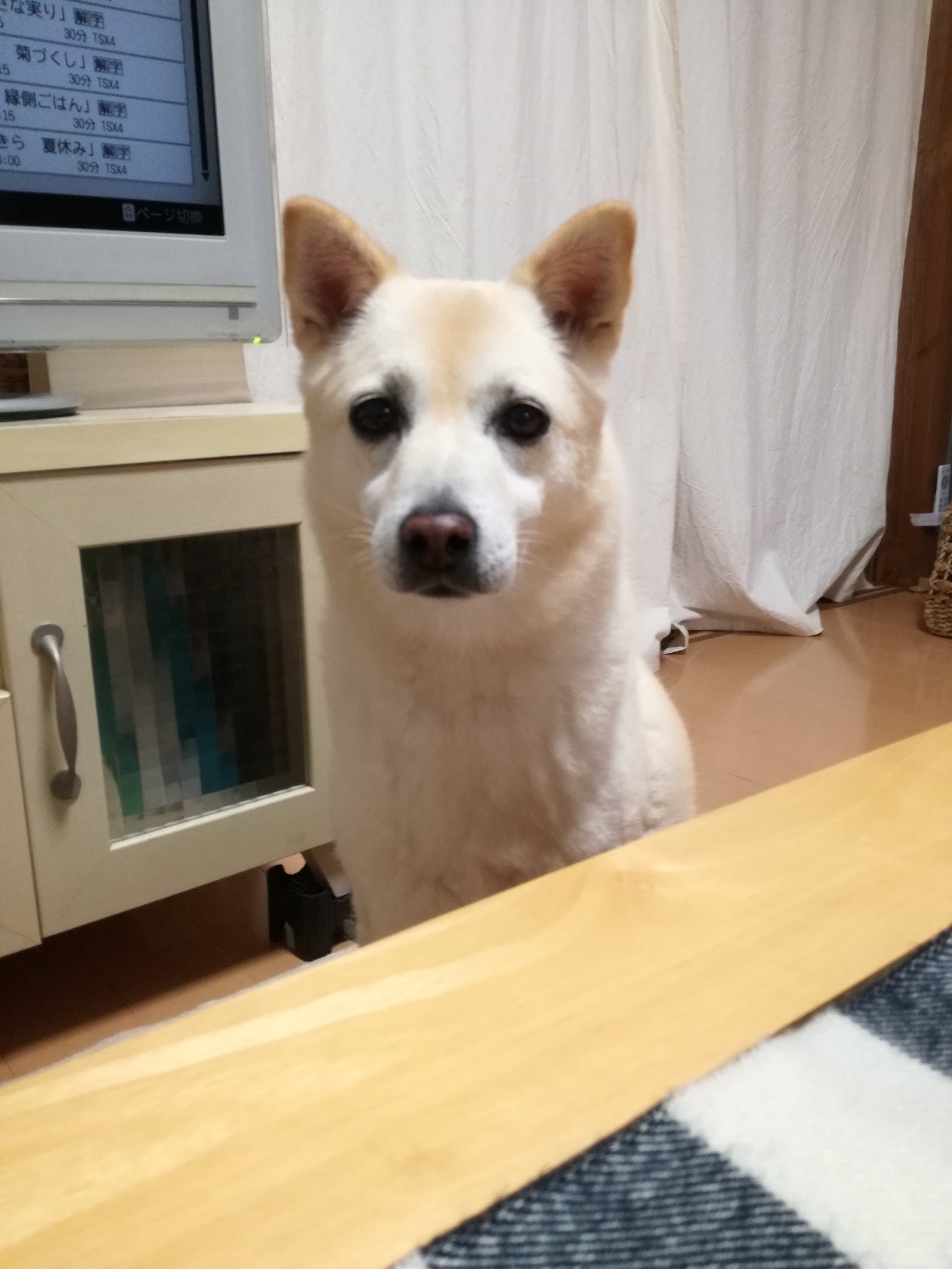 Maniinu 捜しています 11 8昼12時頃 愛犬が行方不明になりました 場所 徳島市二軒屋付近 犬種 雑種 色 白 性別 メス 11歳 特徴 首輪なし 臆病で人が近づくと逃げます 前足が少し曲がっていてひょこひょこ歩きます マイクロチップ有