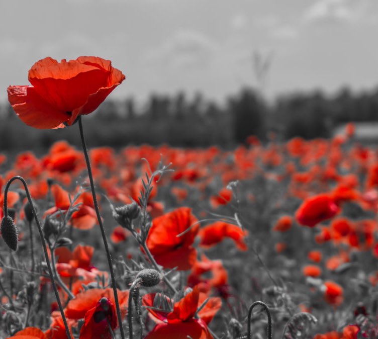 jason_carl_fox's tweet image. A time to stop and remember those who made the ultimate sacrifice for the greater good. Your bravery will never be forgotten, thank you #RemembranceDay #LestWeForget