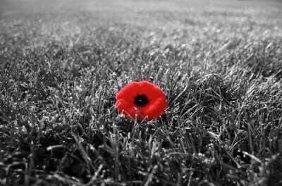 Remembering the fallen #RemembranceSunday #PoppyAppeal