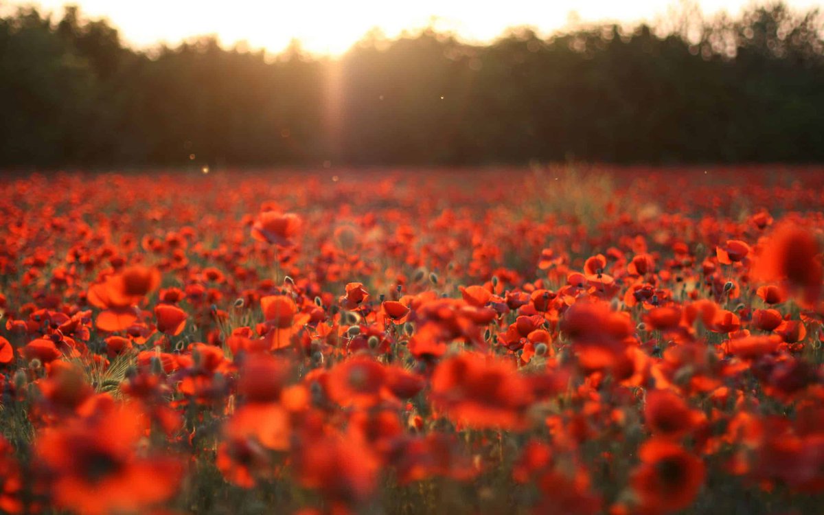 ManduReid's tweet photo. Remembrance Sunday is about learning from history; reflecting on the destruction, devastation, and catastrophic loss of life of past conflicts; and making sure we never become desensitised to the horror of war.

#LestWeForget https://t.co/YYvcKbRtPz