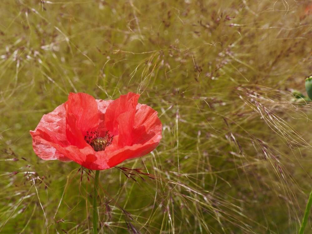 BrancasterNT's tweet photo. At the going down of the sun and in the morning,
We will remember them
#LestWeForget https://t.co/m6DGFTxceC