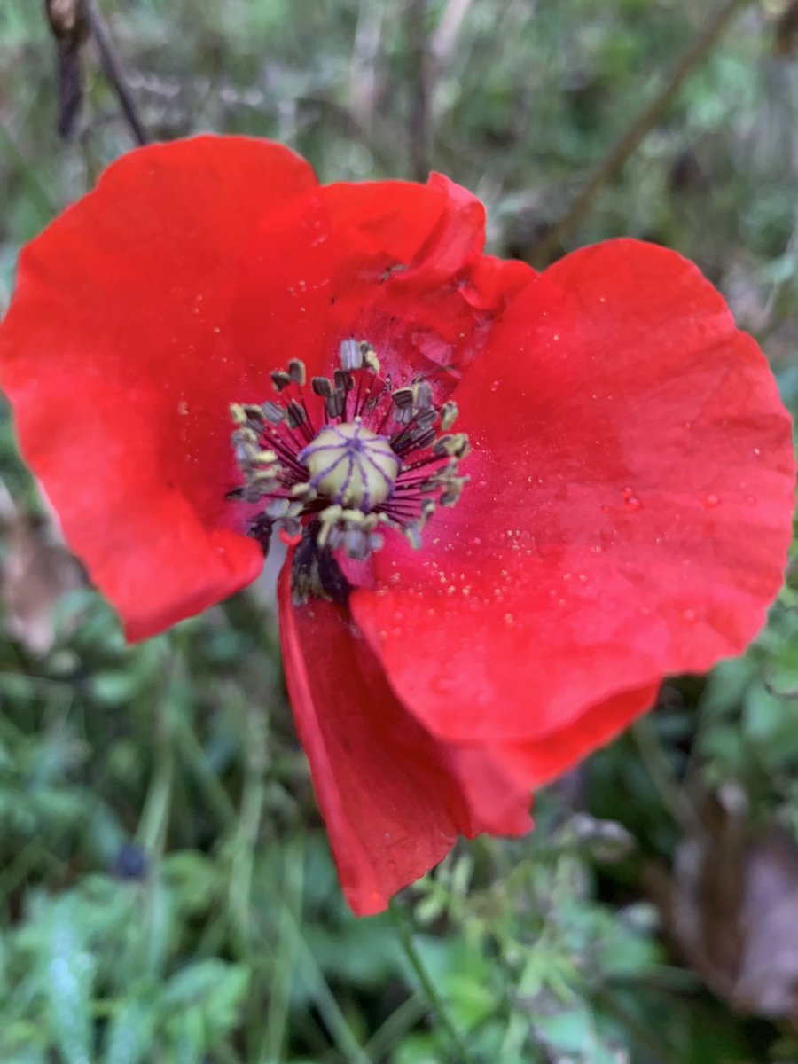 Netsource_LTD's tweet photo. #RemembranceSunday https://t.co/hoKPGBearU