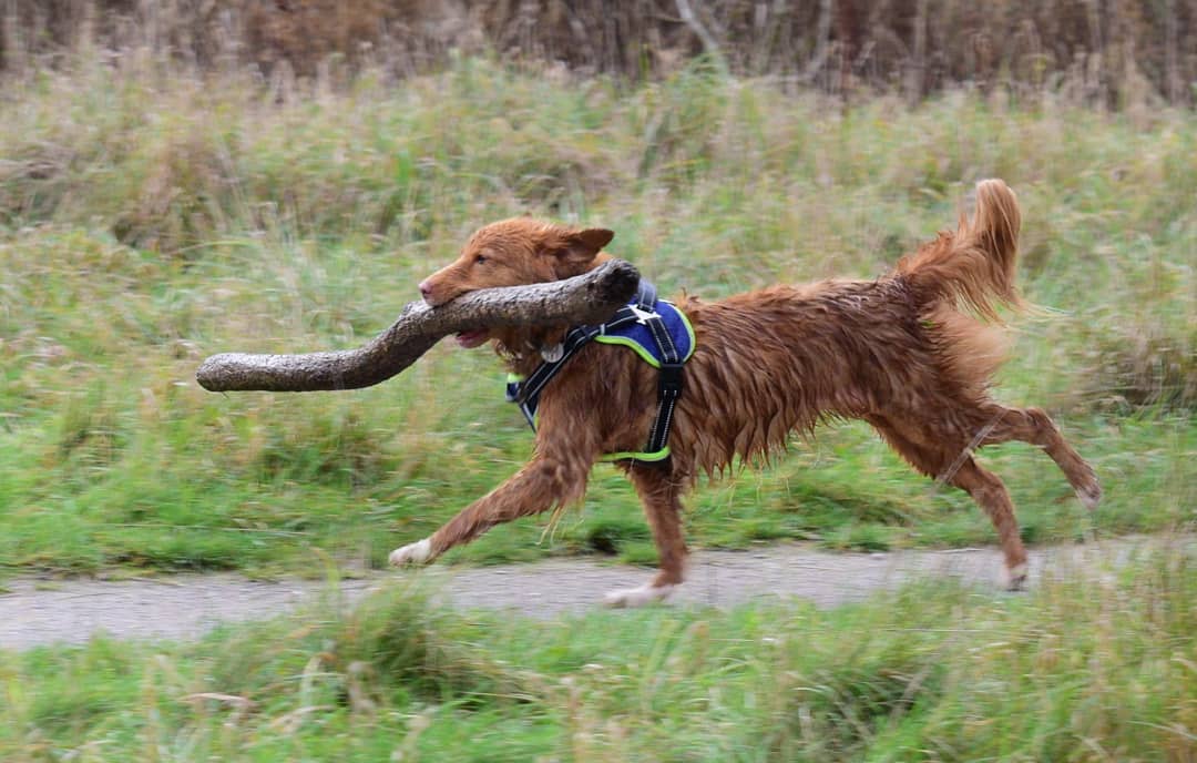 OTLFurtography's tweet photo. We can learn so much from dogs.  We need to own our choices, like a boss!  @JaneFallon @rickygervais #dogs #dogphotography #doggy #dog #lovedog #rescuedog #NaturePhotography #photooftheday #animal #hund #happydog #cutedog #pets #dogsoftwitter #dogsofinstagram #doglovers #nikon https://t.co/JoG0LLPGr7