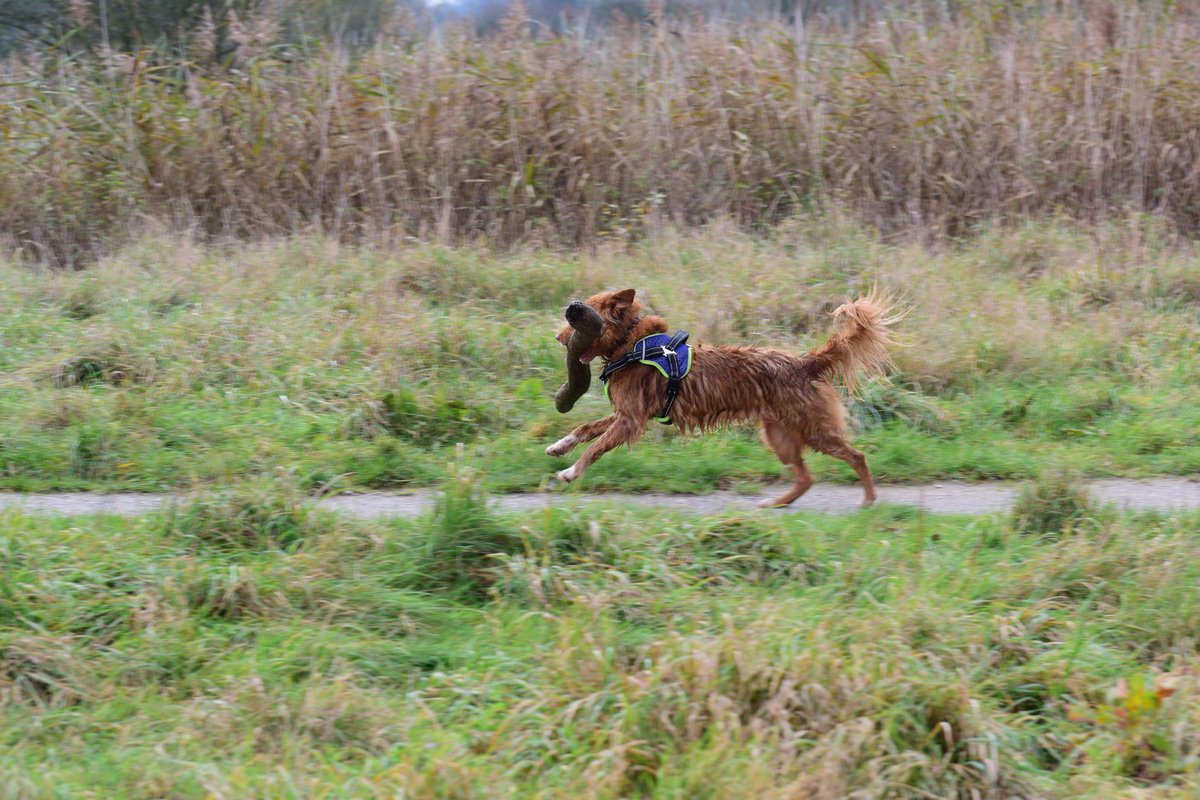 OTLFurtography's tweet photo. We can learn so much from dogs.  We need to own our choices, like a boss!  @JaneFallon @rickygervais #dogs #dogphotography #doggy #dog #lovedog #rescuedog #NaturePhotography #photooftheday #animal #hund #happydog #cutedog #pets #dogsoftwitter #dogsofinstagram #doglovers #nikon https://t.co/JoG0LLPGr7