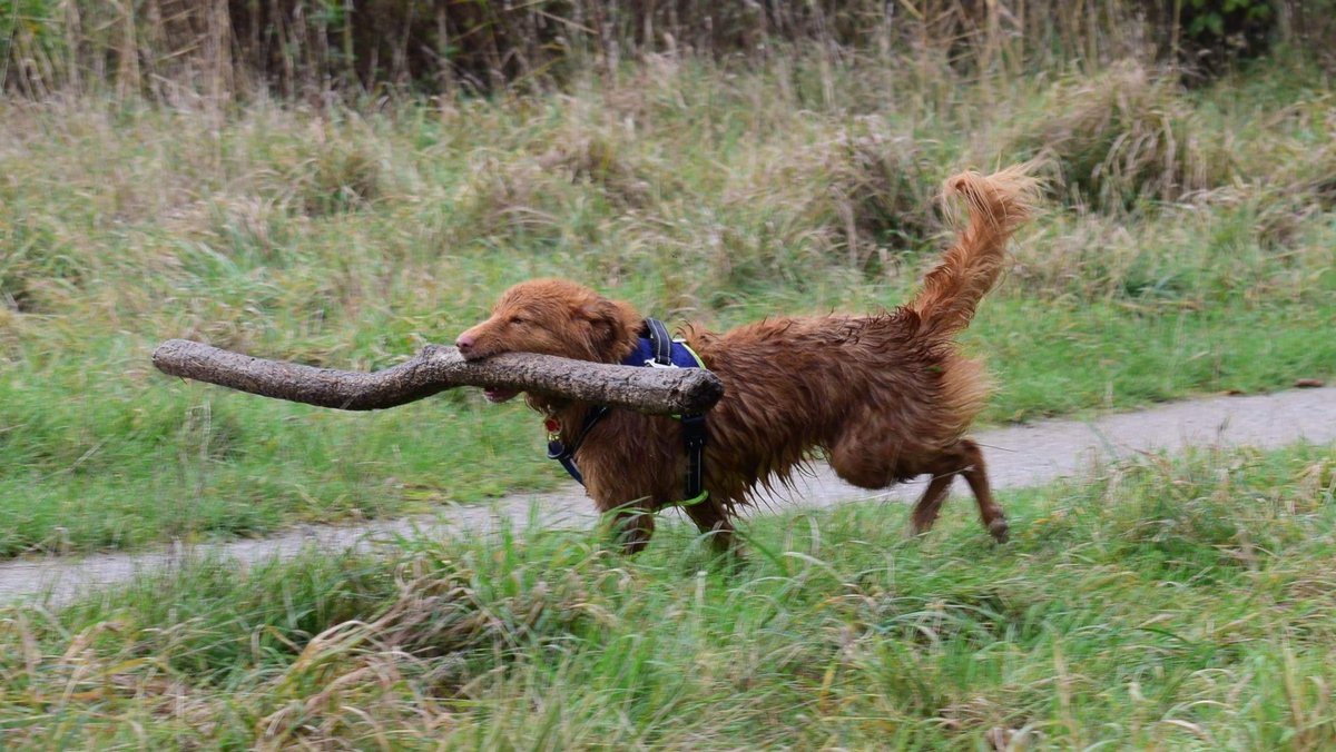 OTLFurtography's tweet photo. We can learn so much from dogs.  We need to own our choices, like a boss!  @JaneFallon @rickygervais #dogs #dogphotography #doggy #dog #lovedog #rescuedog #NaturePhotography #photooftheday #animal #hund #happydog #cutedog #pets #dogsoftwitter #dogsofinstagram #doglovers #nikon https://t.co/JoG0LLPGr7