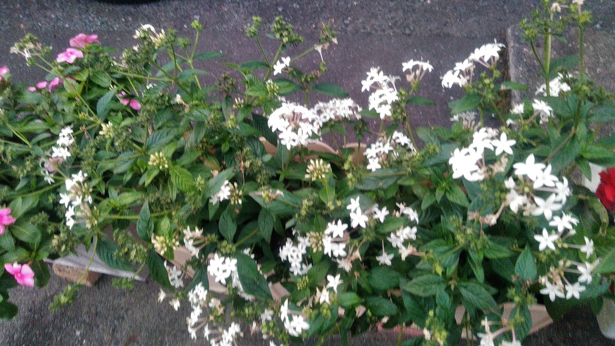 yNTlF2Y49X6QU3L's tweet image. #ボイトレ
初めてボイトレのレッスンを受けてきました。姿勢を良く、呼吸を深く、言葉を一音一音はっきりと、なるべく地声でという指導を受けました。