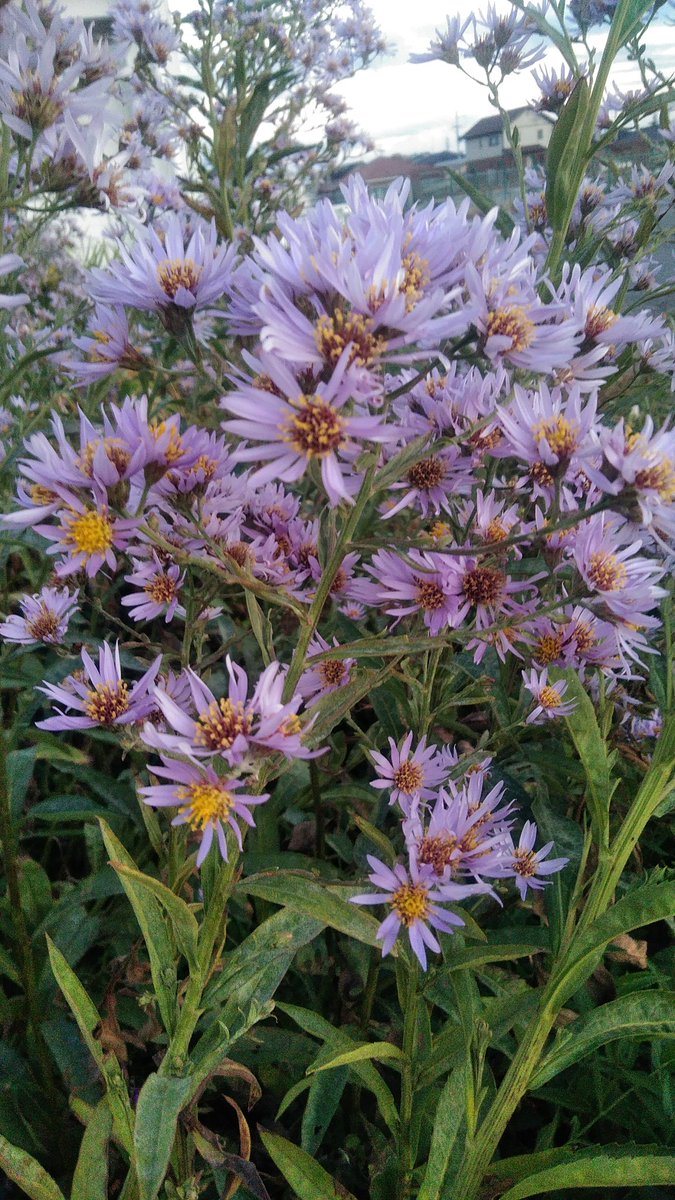 yNTlF2Y49X6QU3L's tweet image. #ボイトレ
初めてボイトレのレッスンを受けてきました。姿勢を良く、呼吸を深く、言葉を一音一音はっきりと、なるべく地声でという指導を受けました。