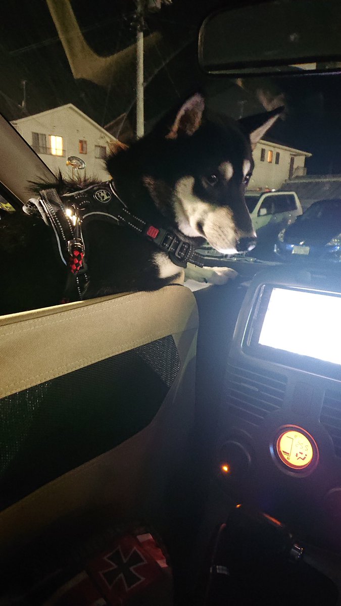 ぽに おウマ 一時不停止の交通違反者を見守るパトカーの助手席ごっこに興じる犬