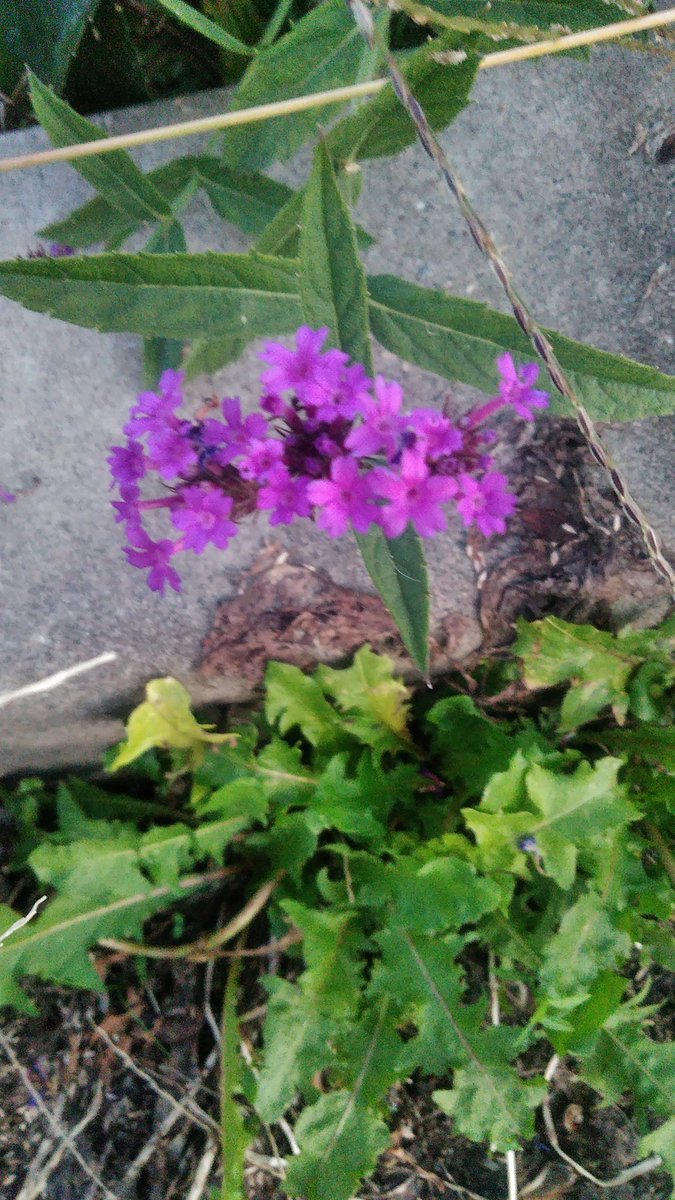 yNTlF2Y49X6QU3L's tweet image. #ボイトレ
初めてボイトレのレッスンを受けてきました。姿勢を良く、呼吸を深く、言葉を一音一音はっきりと、なるべく地声でという指導を受けました。