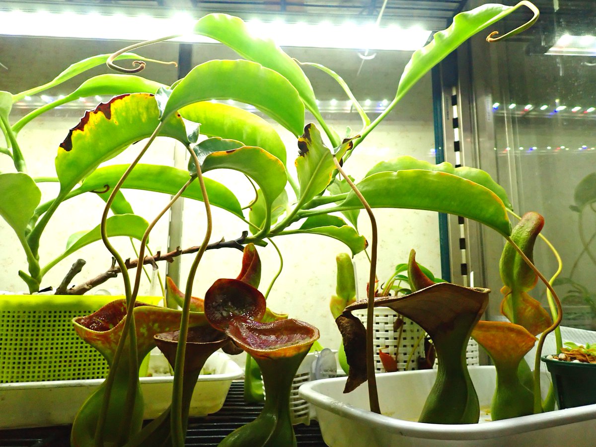 藻岩山 食虫植物栽培録など Nepenthes Lowii Kinabalu ネペンテス ローウィ キナバル N Lowii ウツボカズラ 食虫植物 脇芽がそこそこ大きく育ってきたので 結構長く伸びてきている主茎のほうを 長さを縮めるために取り木してみることにしました 藻岩山 食虫植物栽培録など Nepenthes Lowii Kinabalu ネペンテス ローウィ キナバル N Lowii ウツボカズラ 食虫植物 脇芽がそこそこ大きく育ってきたので 結構長く伸びてきている主茎のほうを 長さを縮めるために取り木してみることにしました