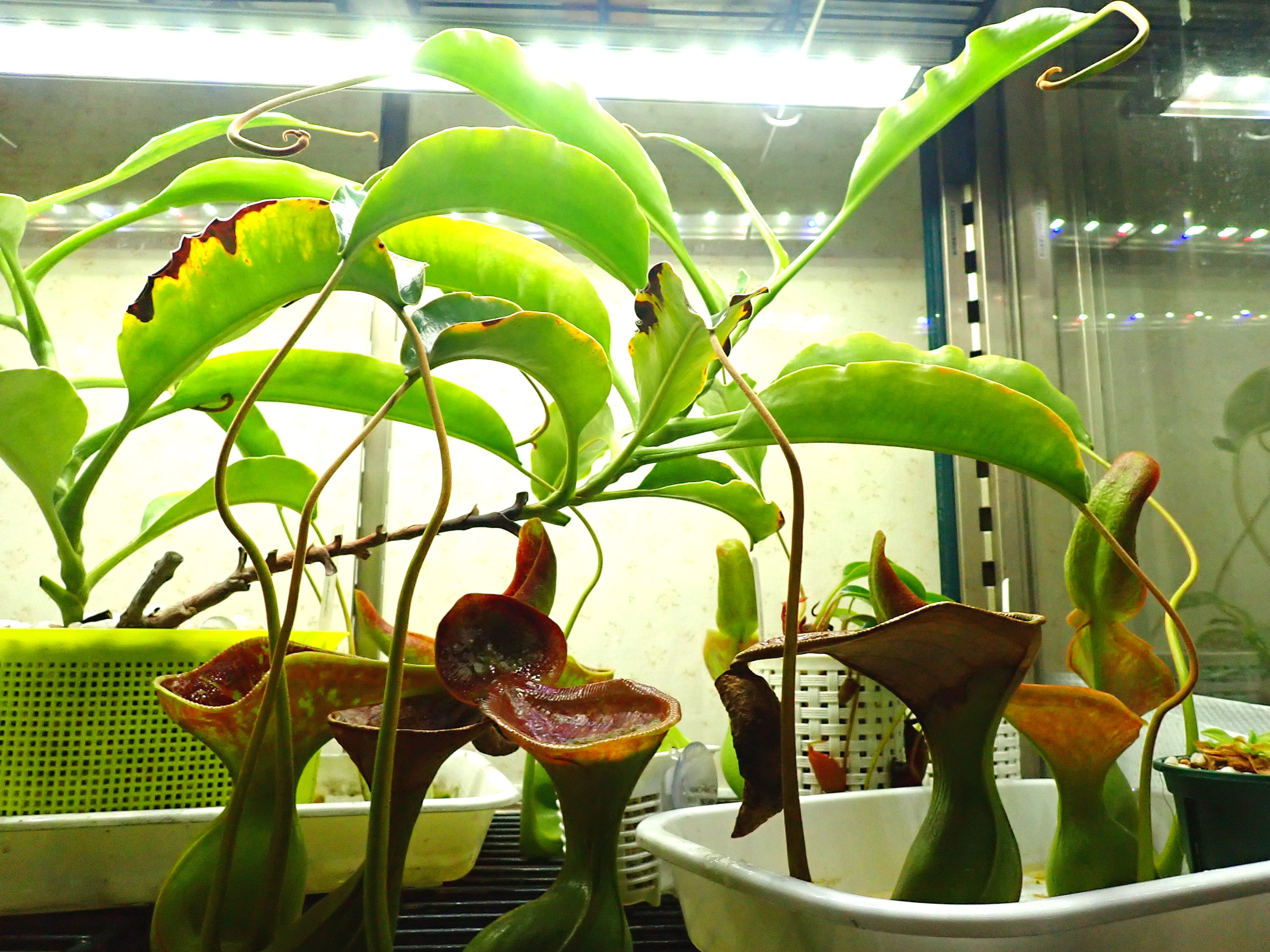 食虫植物N. lowii Kinabalu (ネペンテス　ローウィ) Nepenthes lowii