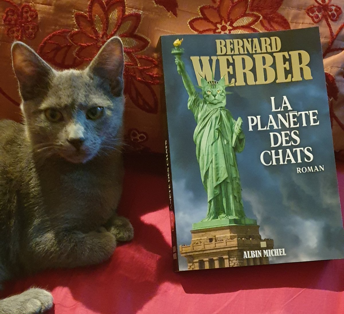 mc84_marie's tweet photo. En route pour les nouvelles aventures de ces intrépides et merveilleux matous 😻#BernardWerber #Werbernard https://t.co/xX7EpULtCf