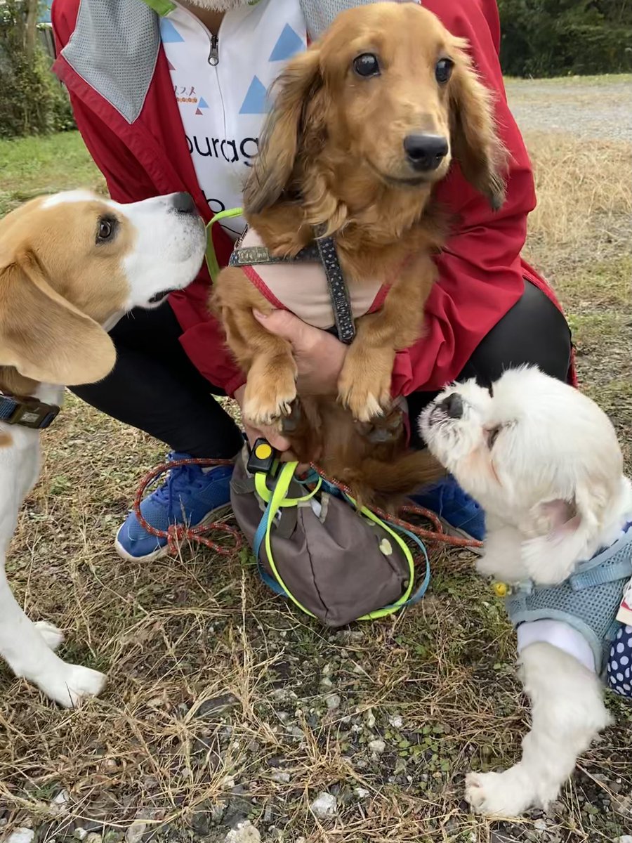 Ryan S Mum 迷子犬 人懐っこい犬懐っこい吠えない とてもいい子で大人気 状況からみて 捨てられた 迷い犬保護中 ダックス 埼玉