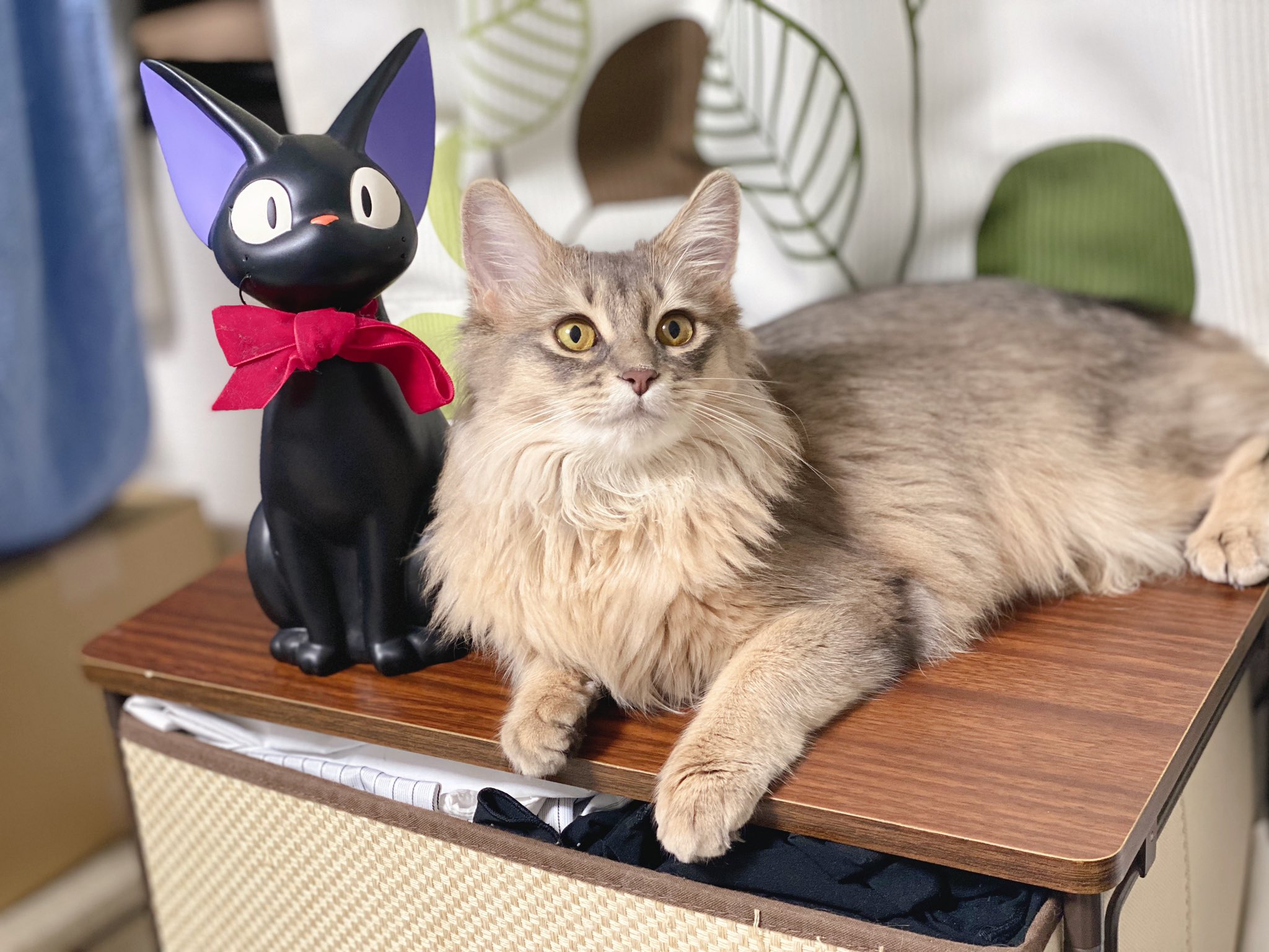 れおる໒ 置き物みたいで可愛いシリーズ 猫好きさんと繋がりたい ソマリ ソマリブルー 猫 猫のいる暮らし 猫写真 T Co Wxlmpkxpgf Twitter