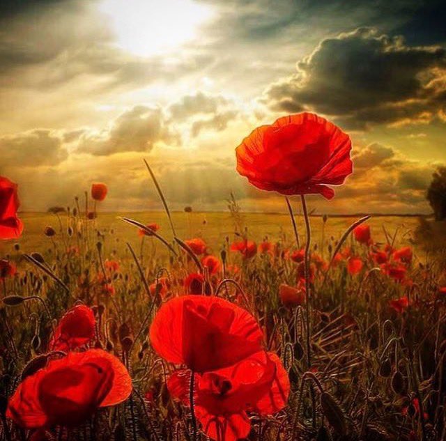 teachwithmrk_l's tweet photo. At the going down of the sun and in the morning we will remember them #RemembranceSunday #TwoMinuteSilence #royalbritishlegion #11oclock https://t.co/AAEakPwngs