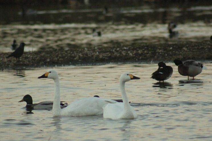 PunchlineGlos's tweet photo. Game of #swans suggests winter is coming: https://t.co/7de7z2BFlU
#Bewicks @WWTSlimbridge #migration https://t.co/R0XTMORrr3