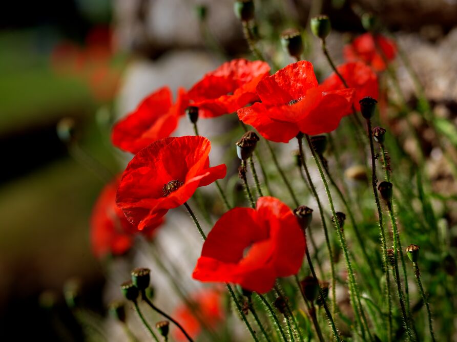 FlandersWW1's tweet image. Lest we forget

#flandersfields #history #ww1 #flanders #firstworldwar