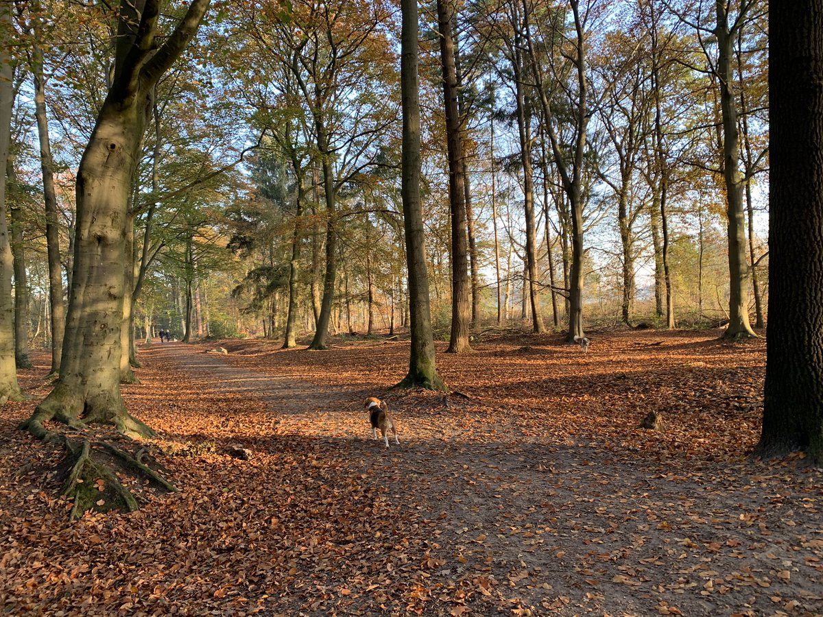 SimonevdMarck's tweet photo. Vroeg op pad in het Hoevelakens bos 🍀 https://t.co/JJWOzpKSzD