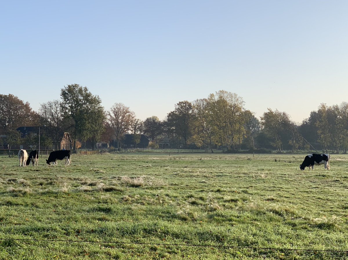 Vroeg op pad in het Hoevelakens bos 🍀