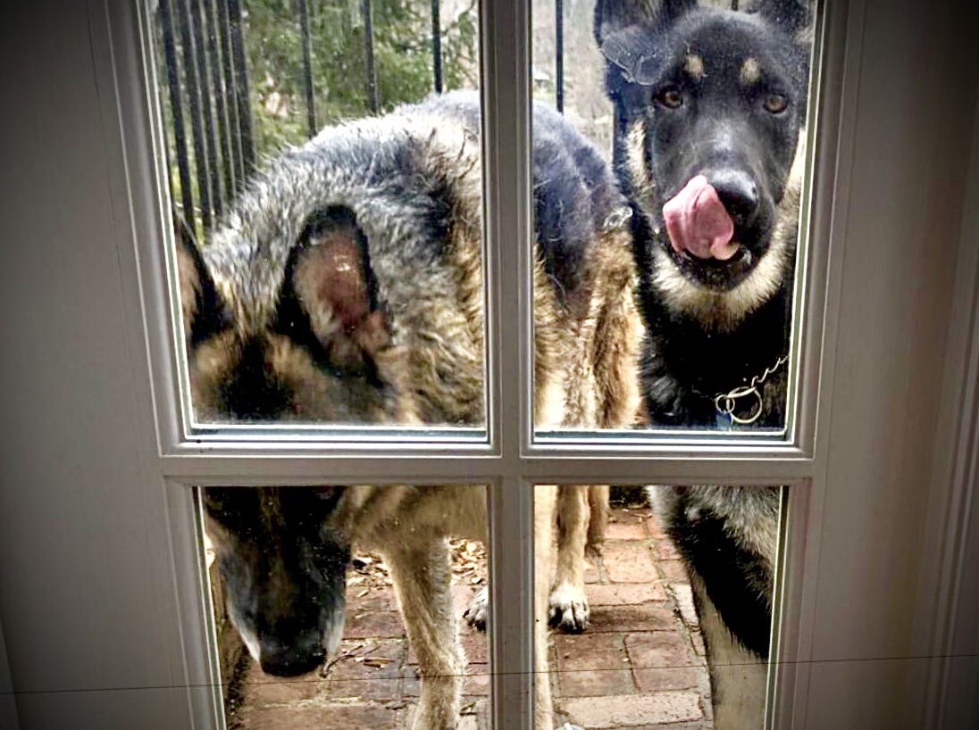 lisbethwest's tweet image. #FirstDogs