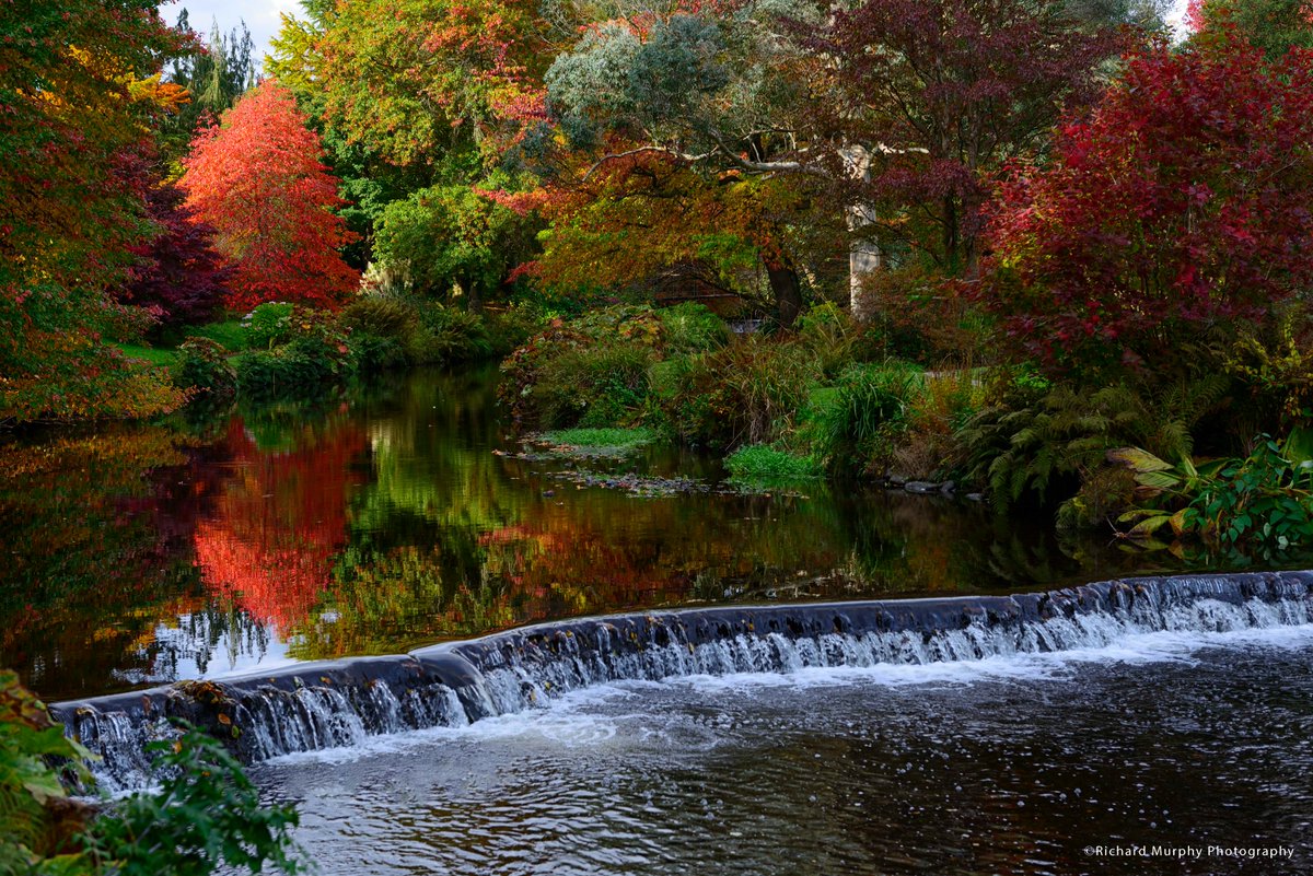 Autumnal colours at Mount Usher gardens, Wicklow #wicklow #Autumn #autumnleaves #autumnleafwatch